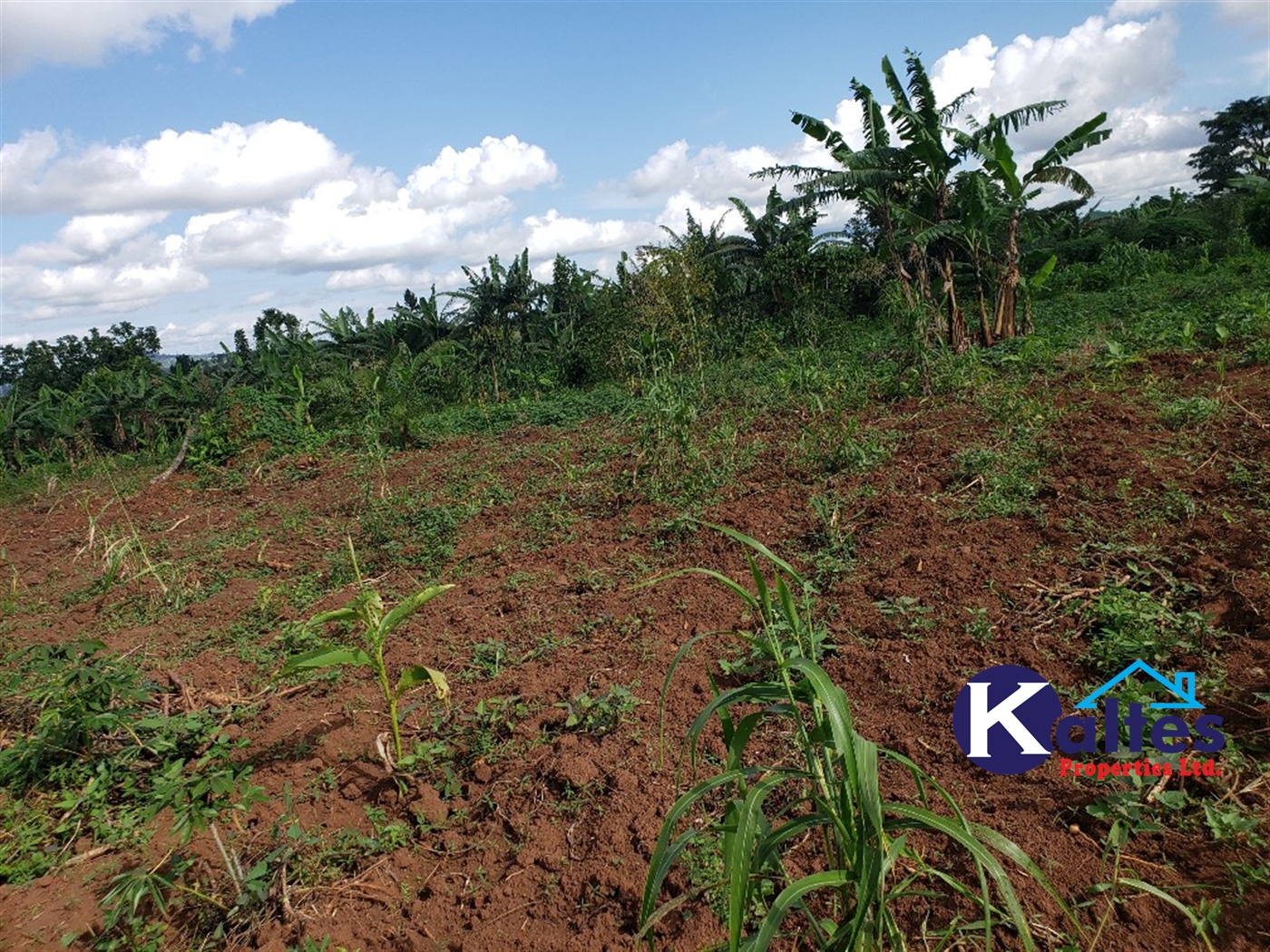 Agricultural Land for sale in Kiyunga Buyikwe