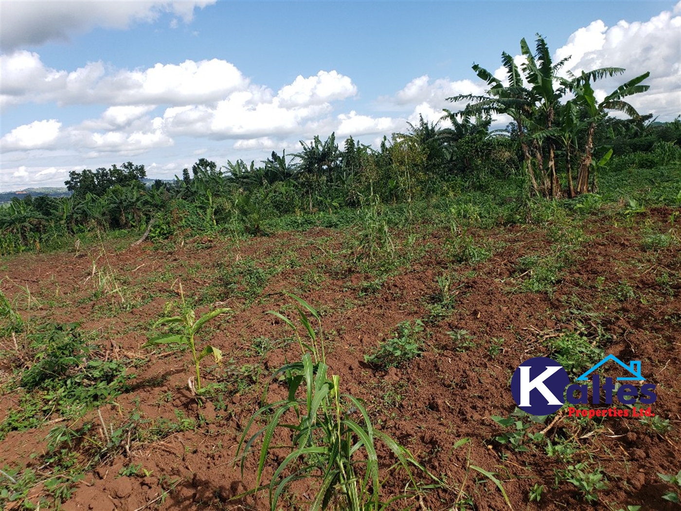 Agricultural Land for sale in Kiyunga Buyikwe