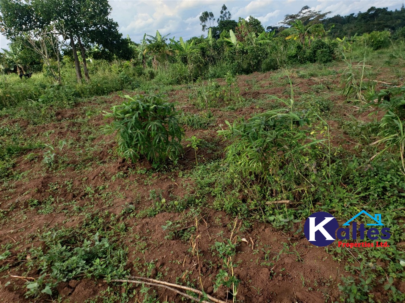 Agricultural Land for sale in Kiyunga Buyikwe