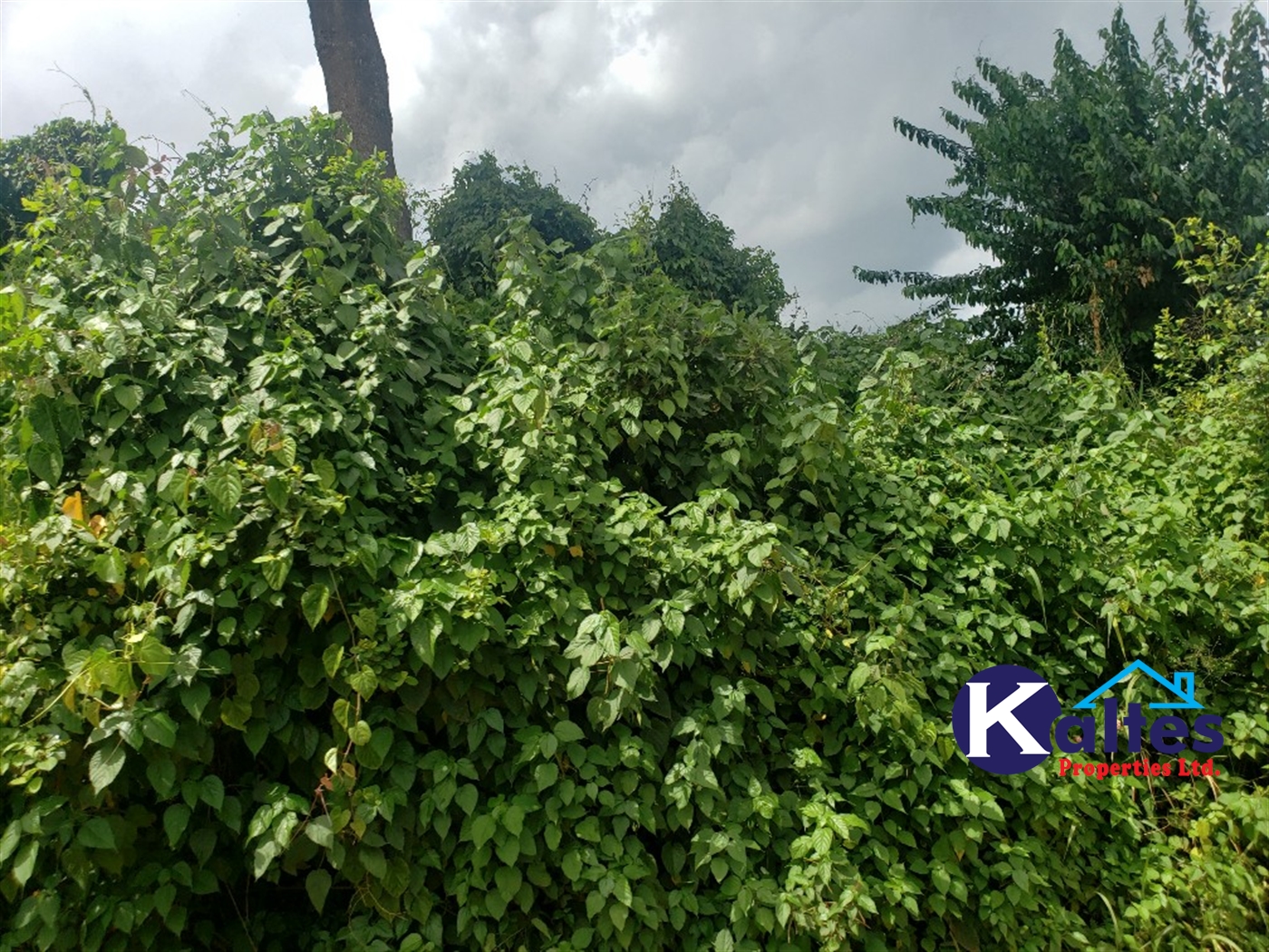 Agricultural Land for sale in Kabugoga Buyikwe