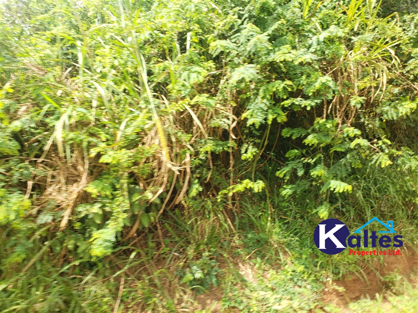 Agricultural Land for sale in Kabugoga Buyikwe