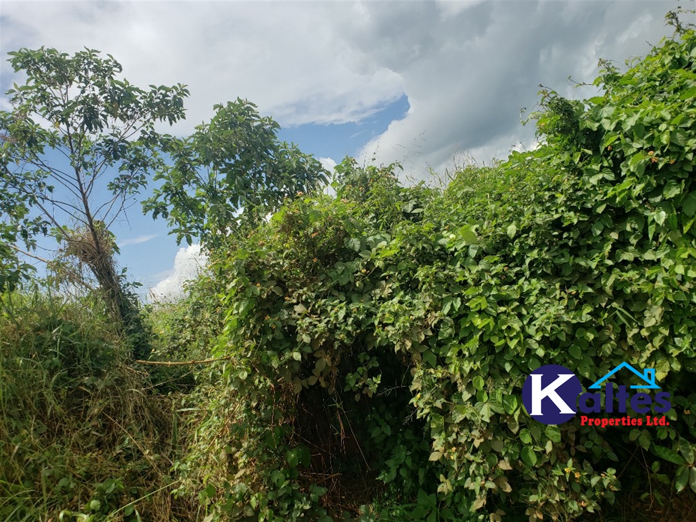 Agricultural Land for sale in Kabugoga Buyikwe