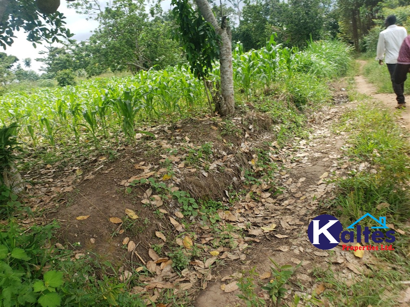 Agricultural Land for sale in Kasirye Buyikwe