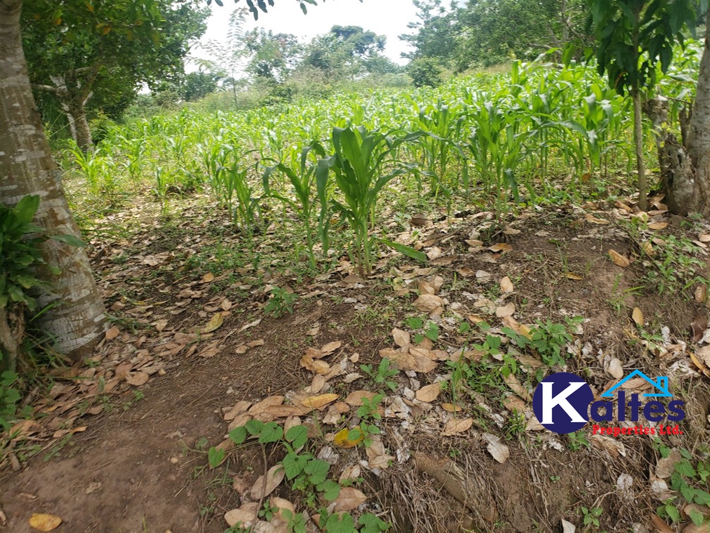 Agricultural Land for sale in Kasirye Buyikwe