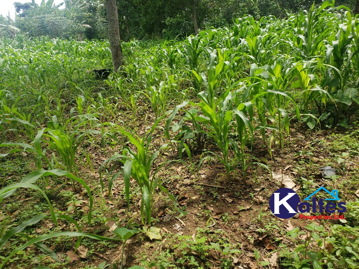 Agricultural Land for sale in Kasirye Buyikwe