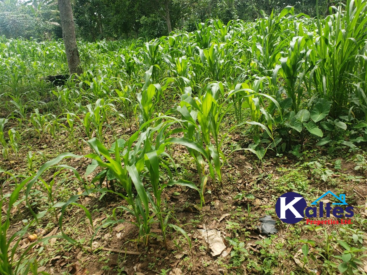 Agricultural Land for sale in Kasirye Buyikwe