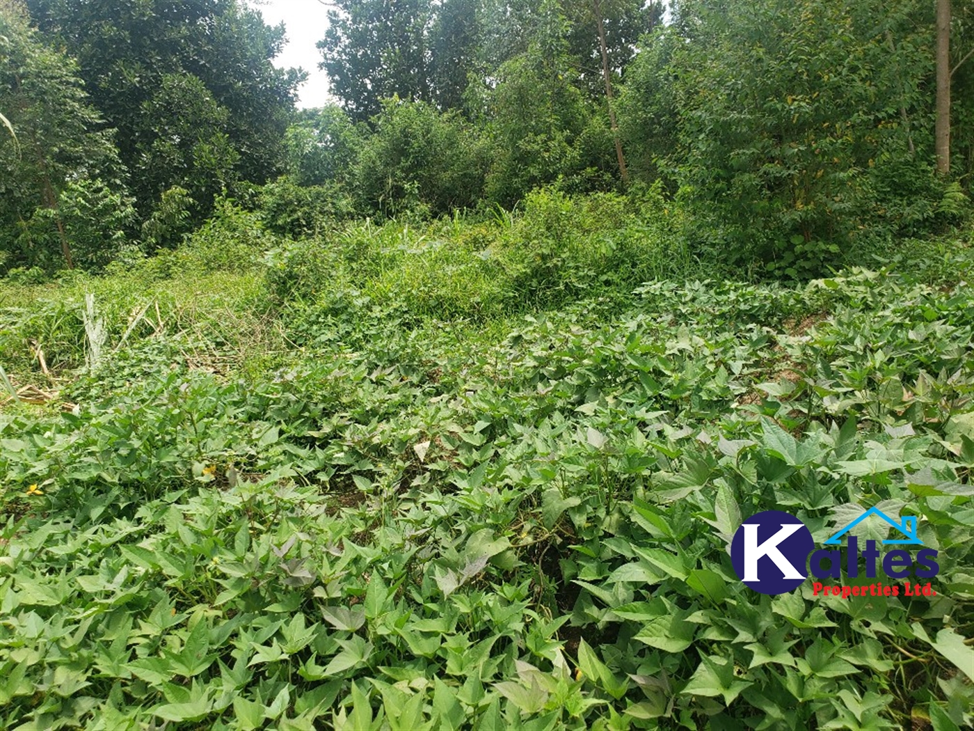 Agricultural Land for sale in Kasokoso Buyikwe