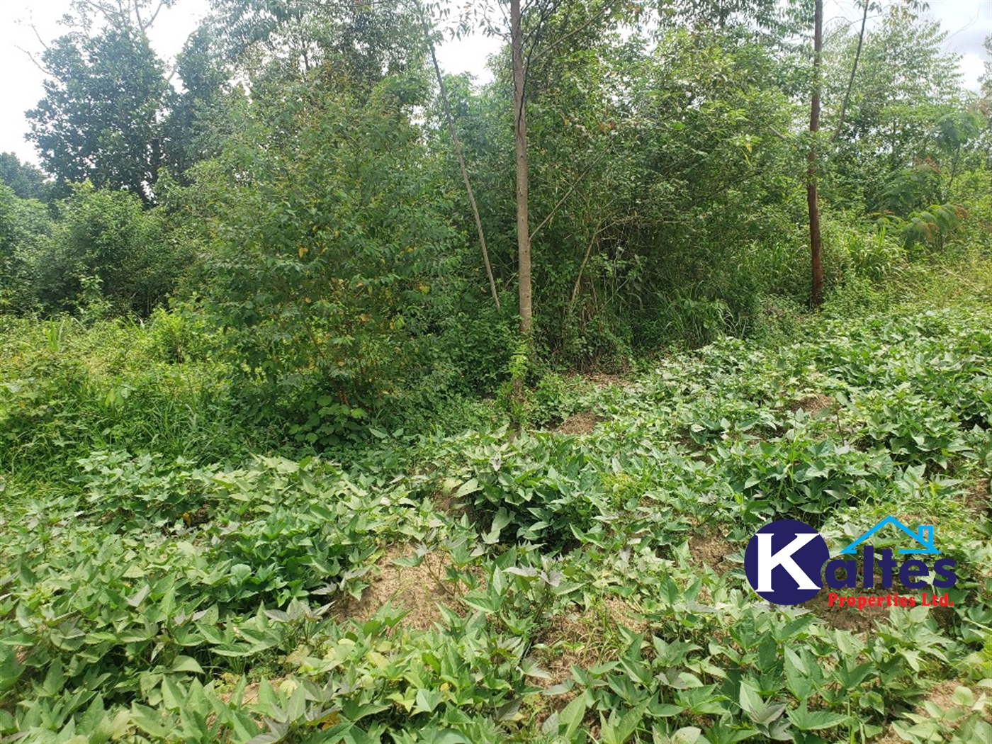 Agricultural Land for sale in Kasokoso Buyikwe