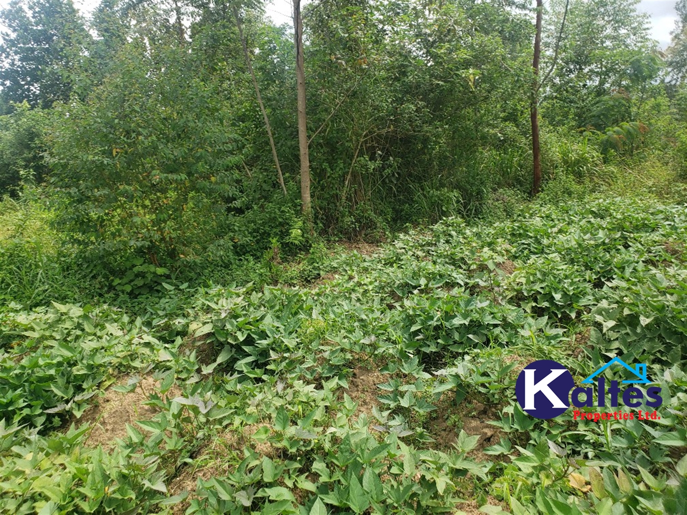 Agricultural Land for sale in Kasokoso Buyikwe