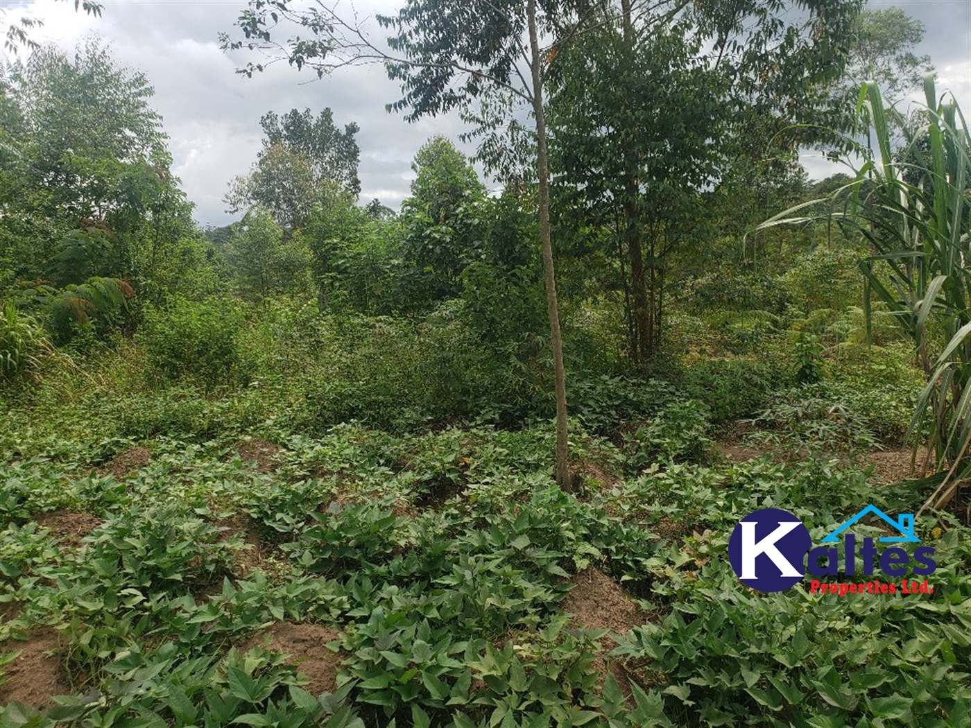 Agricultural Land for sale in Kasokoso Buyikwe