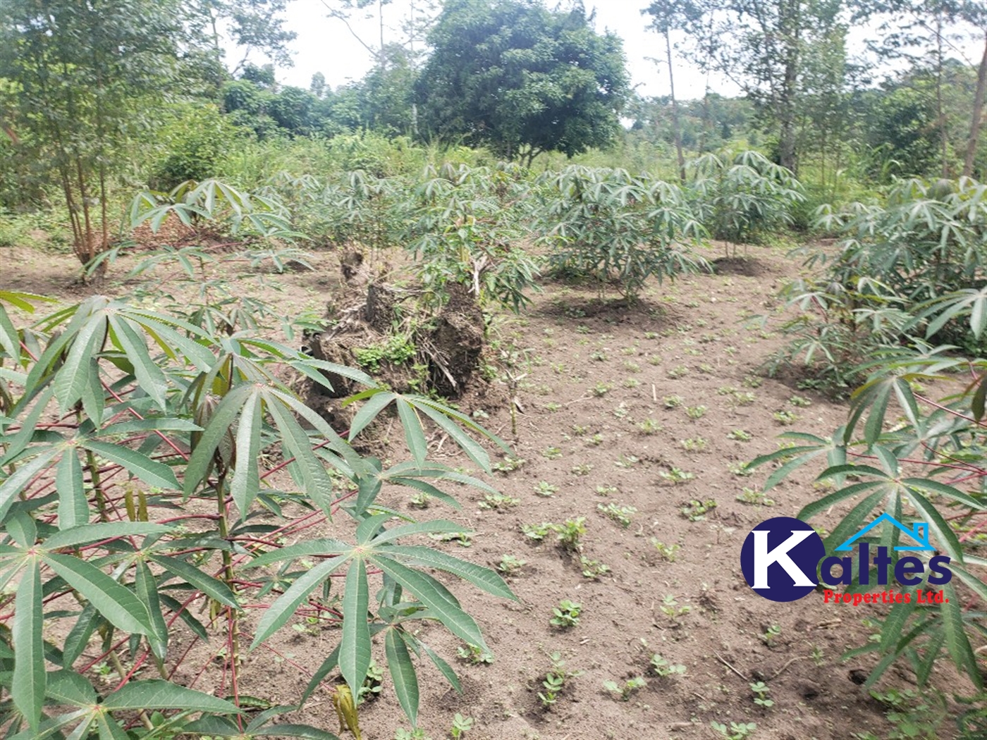 Agricultural Land for sale in Kasokoso Buyikwe