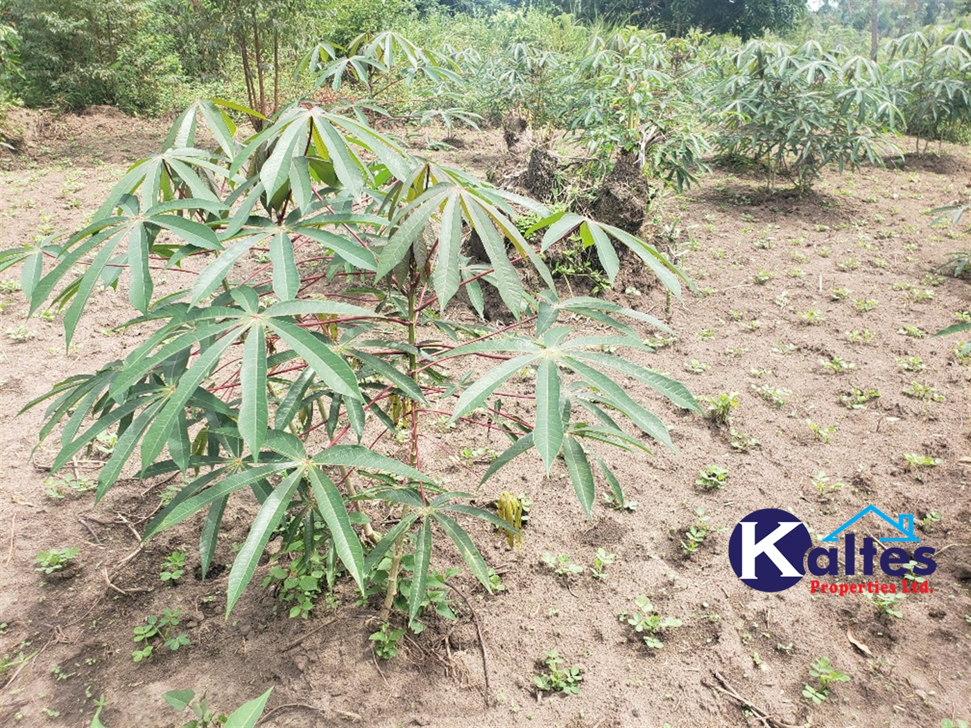 Agricultural Land for sale in Kasokoso Buyikwe