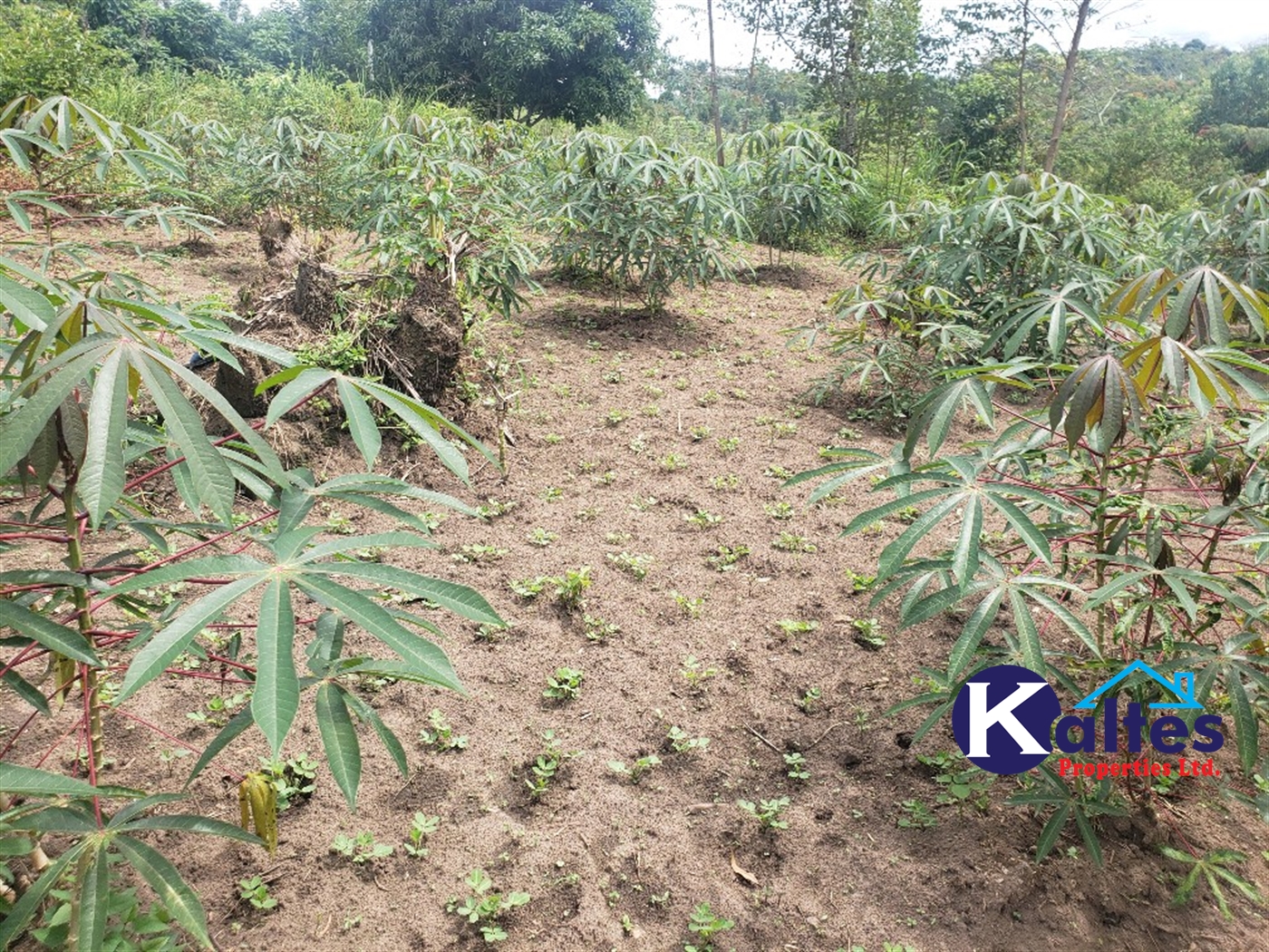 Agricultural Land for sale in Kasokoso Buyikwe