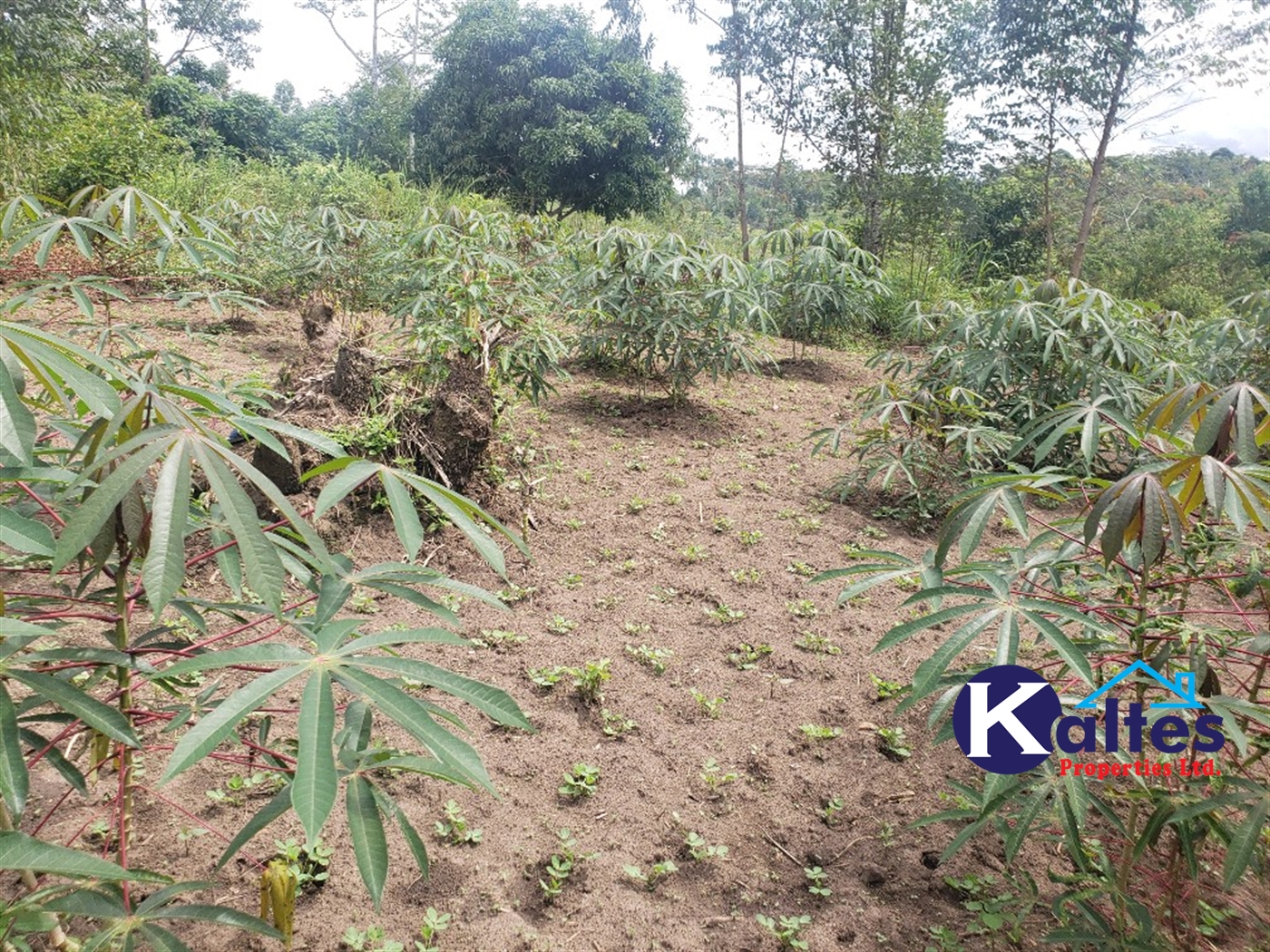 Agricultural Land for sale in Kasokoso Buyikwe