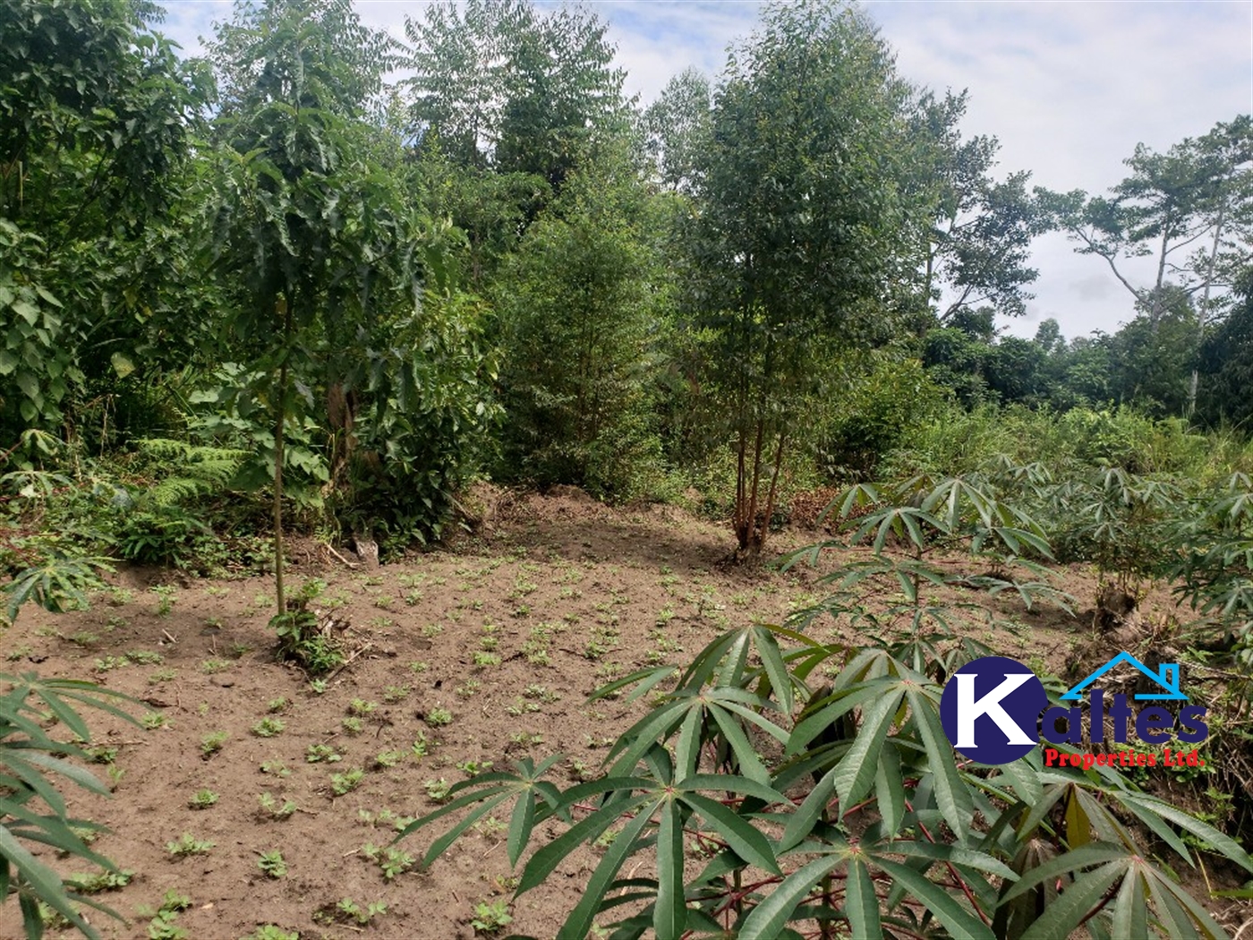 Agricultural Land for sale in Kasokoso Buyikwe