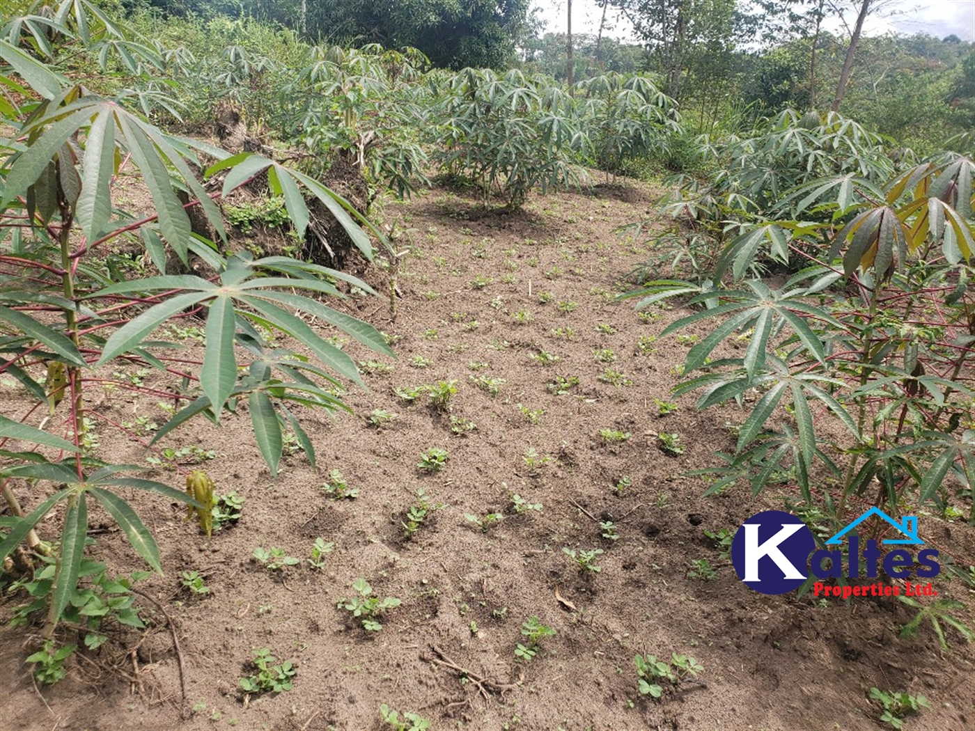 Agricultural Land for sale in Kasokoso Buyikwe