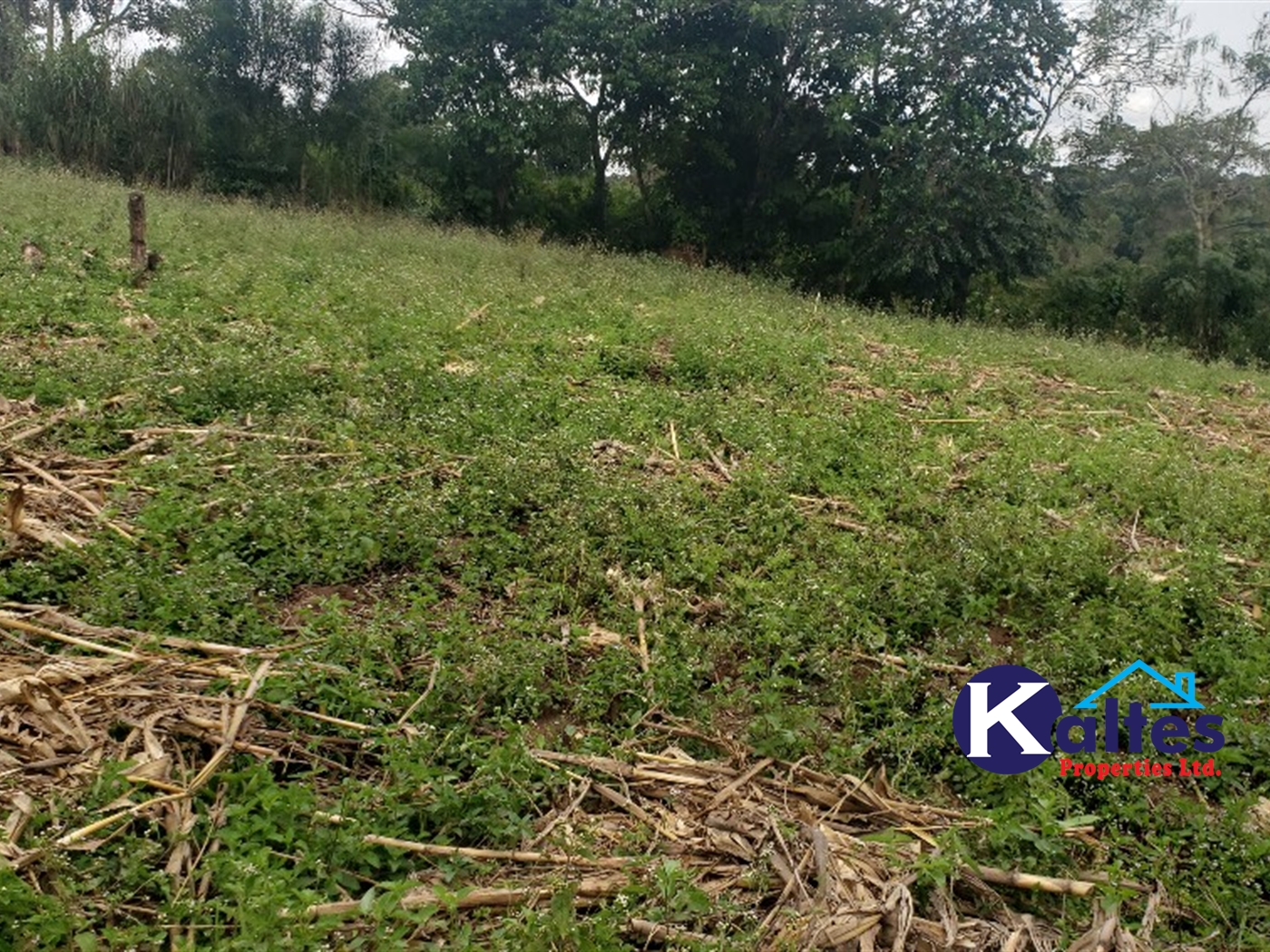 Agricultural Land for sale in Makonge Buyikwe