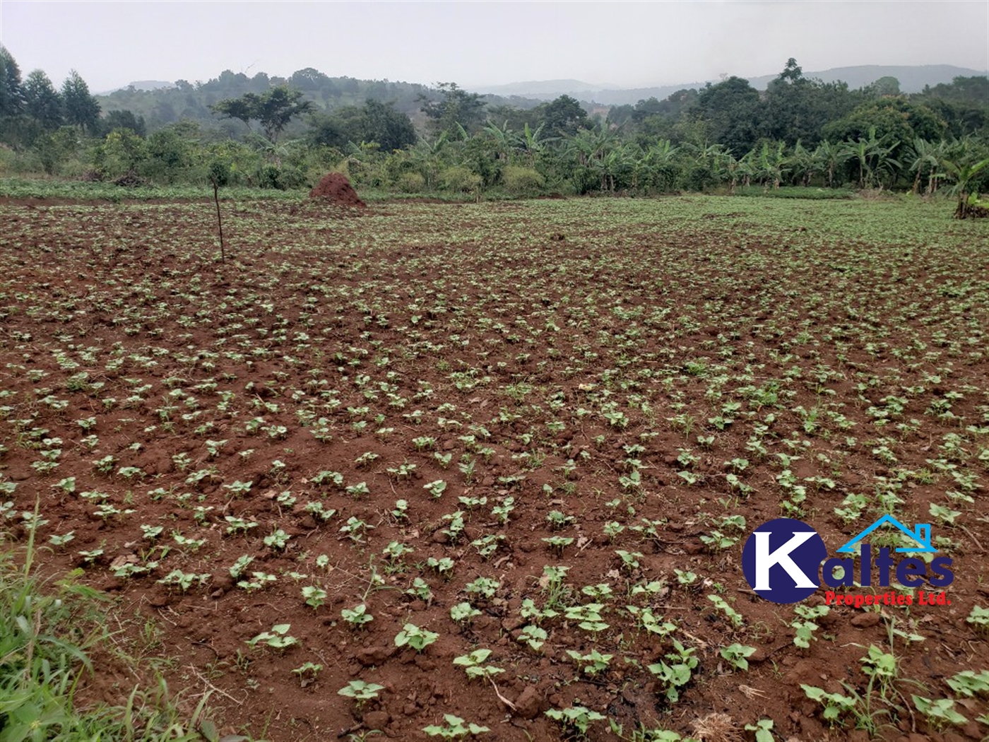 Agricultural Land for sale in Kimera Butambala