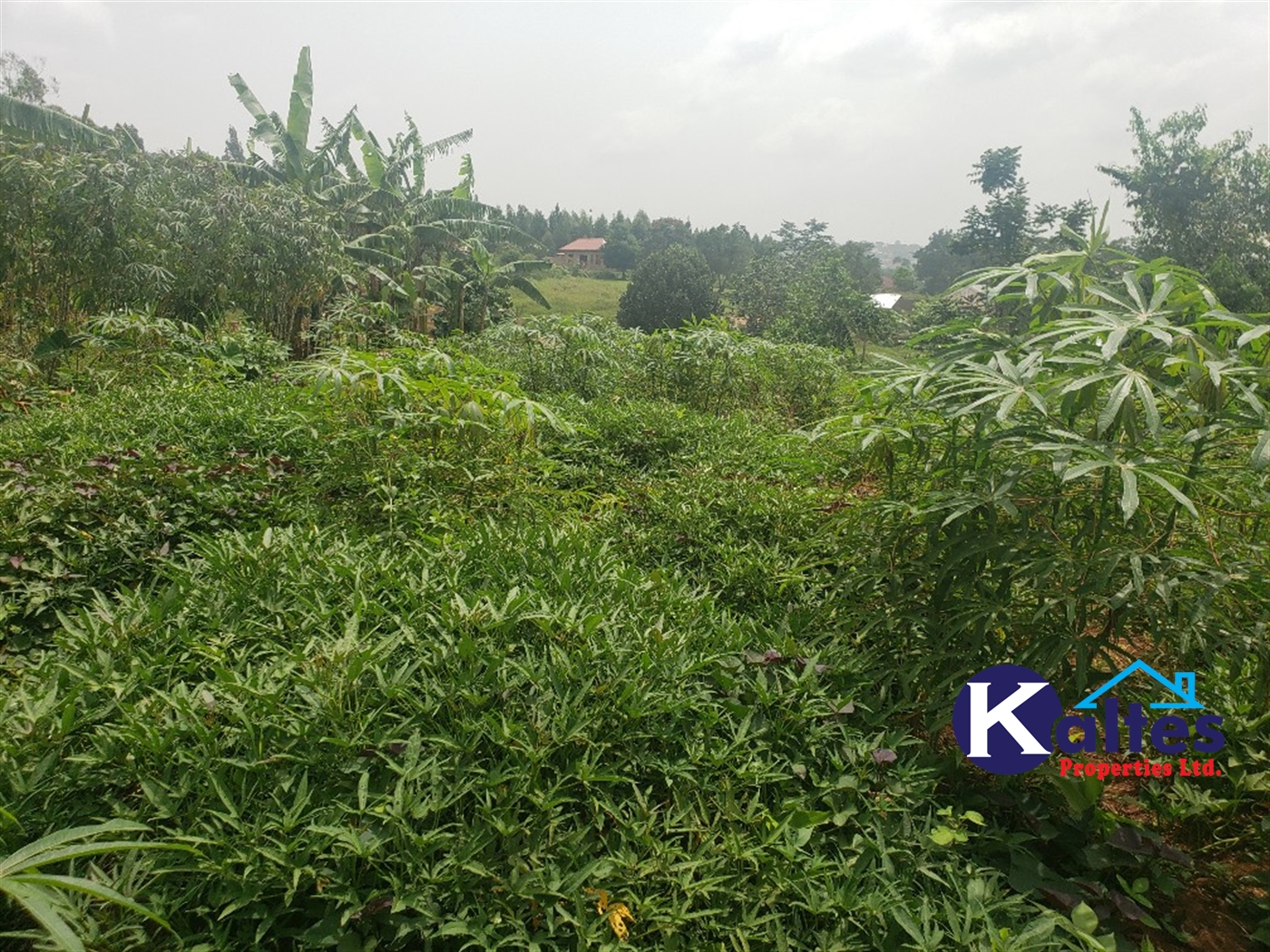 Agricultural Land for sale in Kizigo Buyikwe