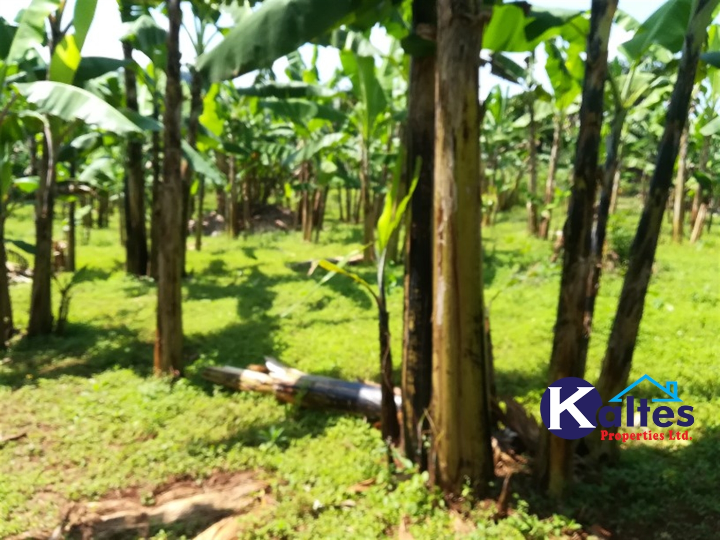 Agricultural Land for sale in Bugabe Buyikwe