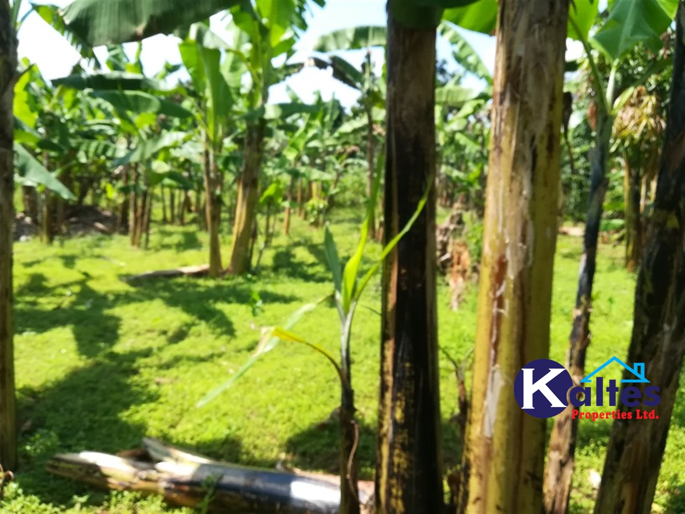 Agricultural Land for sale in Bugabe Buyikwe