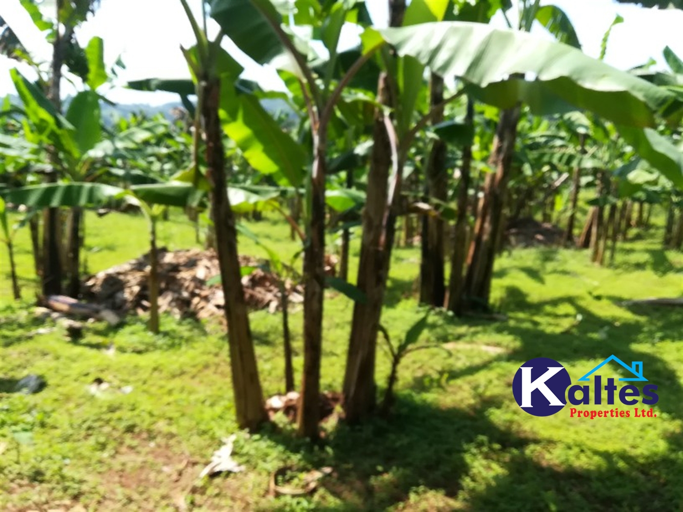 Agricultural Land for sale in Bugabe Buyikwe