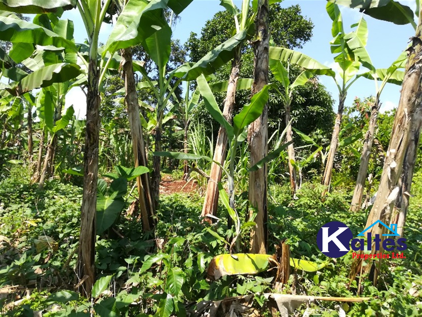 Agricultural Land for sale in Bugoma Buyikwe