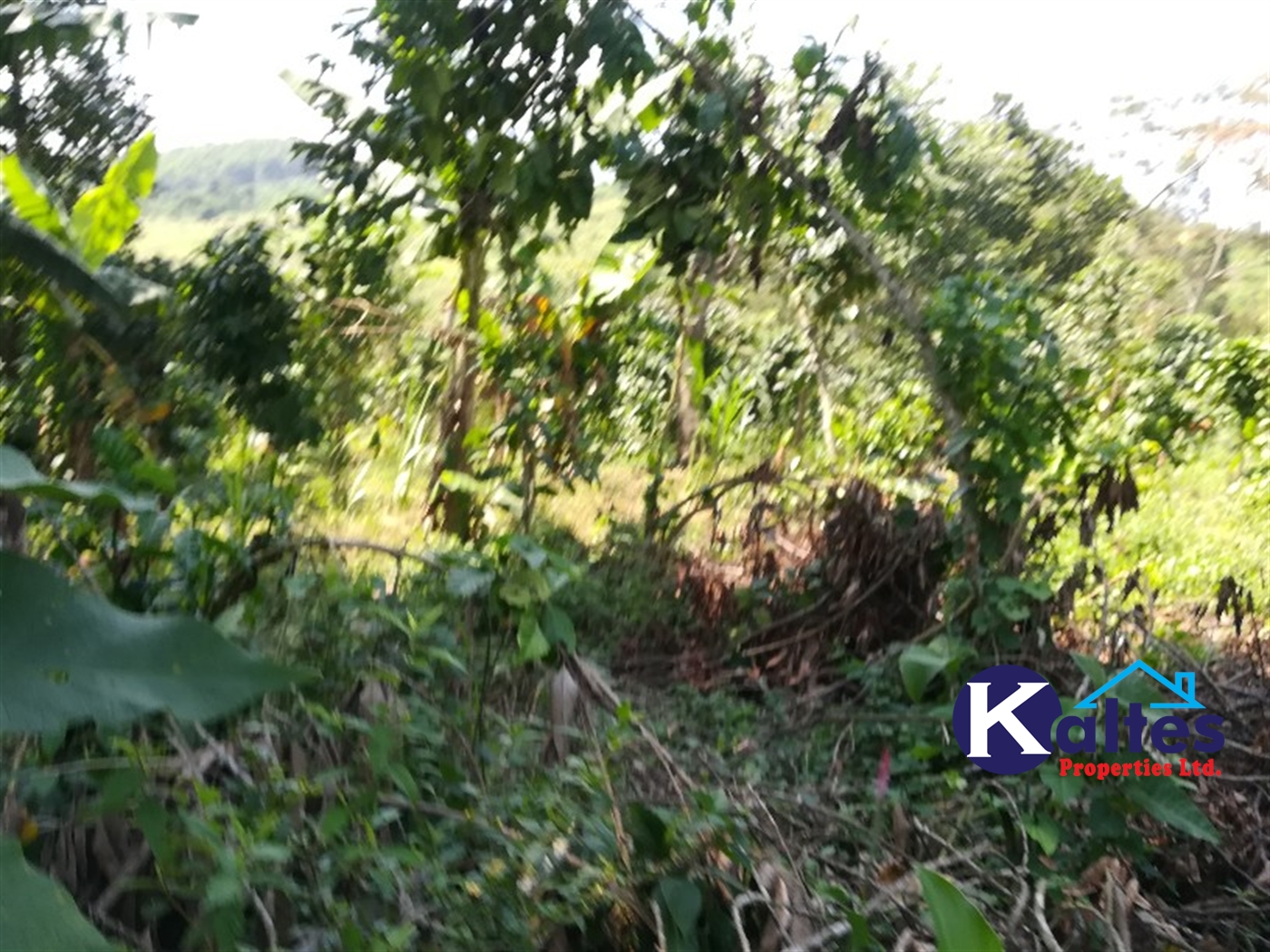 Agricultural Land for sale in Bugule Buyikwe