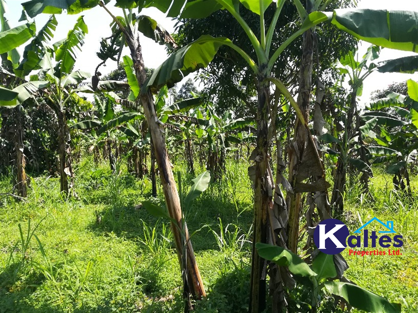 Agricultural Land for sale in Bugungu Buyikwe