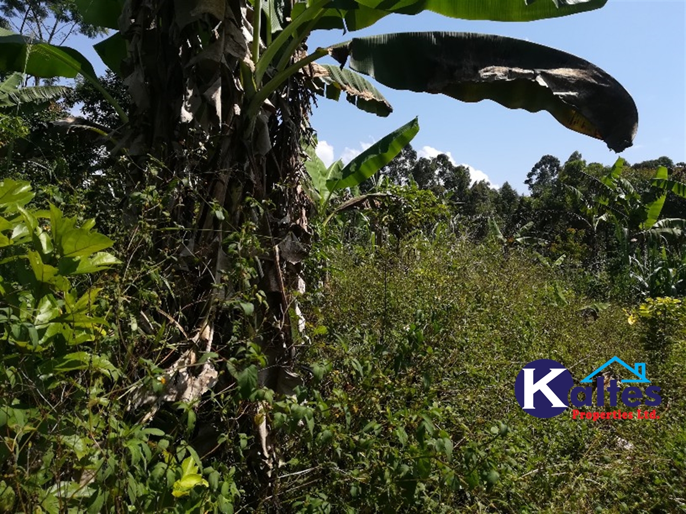 Agricultural Land for sale in Bukubizi Buyikwe