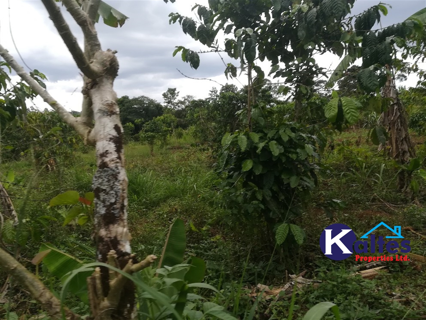 Agricultural Land for sale in Ssesse Buyikwe