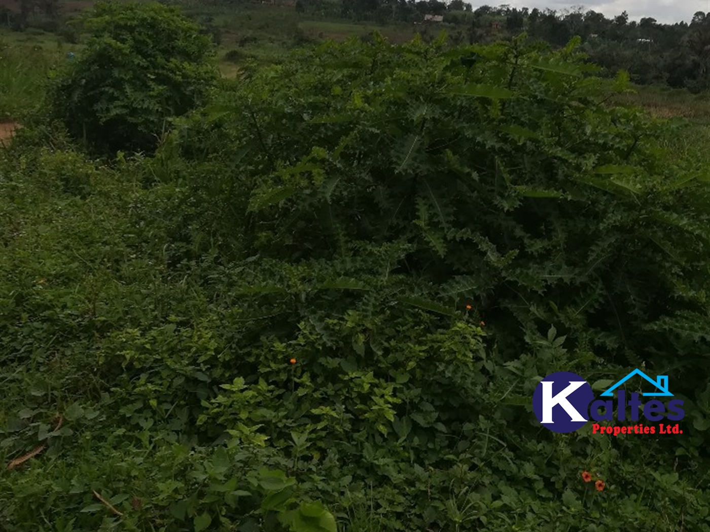 Agricultural Land for sale in Tebalowoza Buyikwe