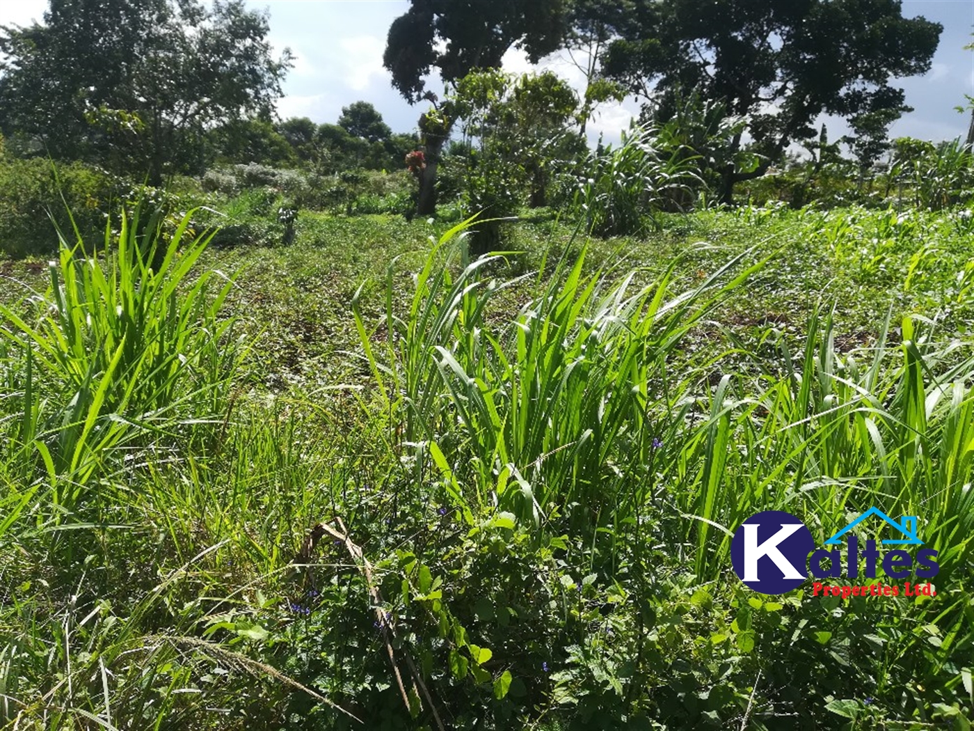 Agricultural Land for sale in Ziba Buyikwe
