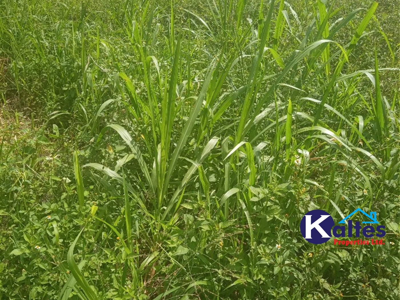 Agricultural Land for sale in Juko Kayunga