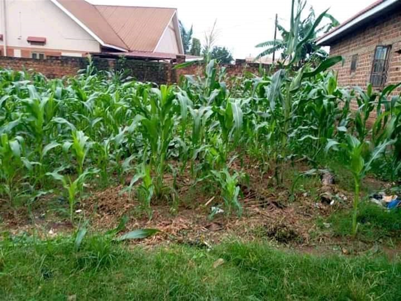 Residential Land for sale in Kyaliwajjala Wakiso