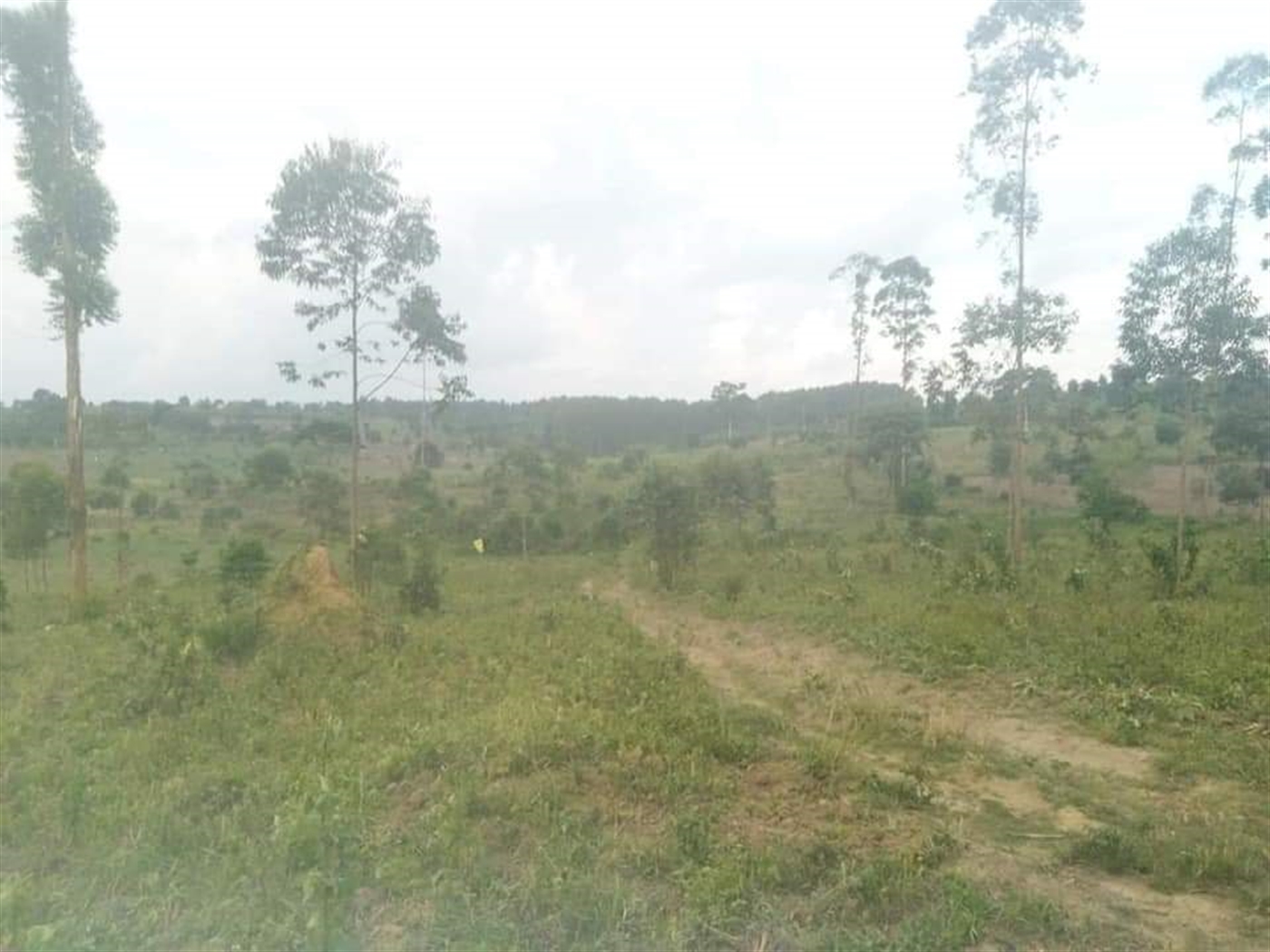 Residential Land for sale in Namulonge Wakiso