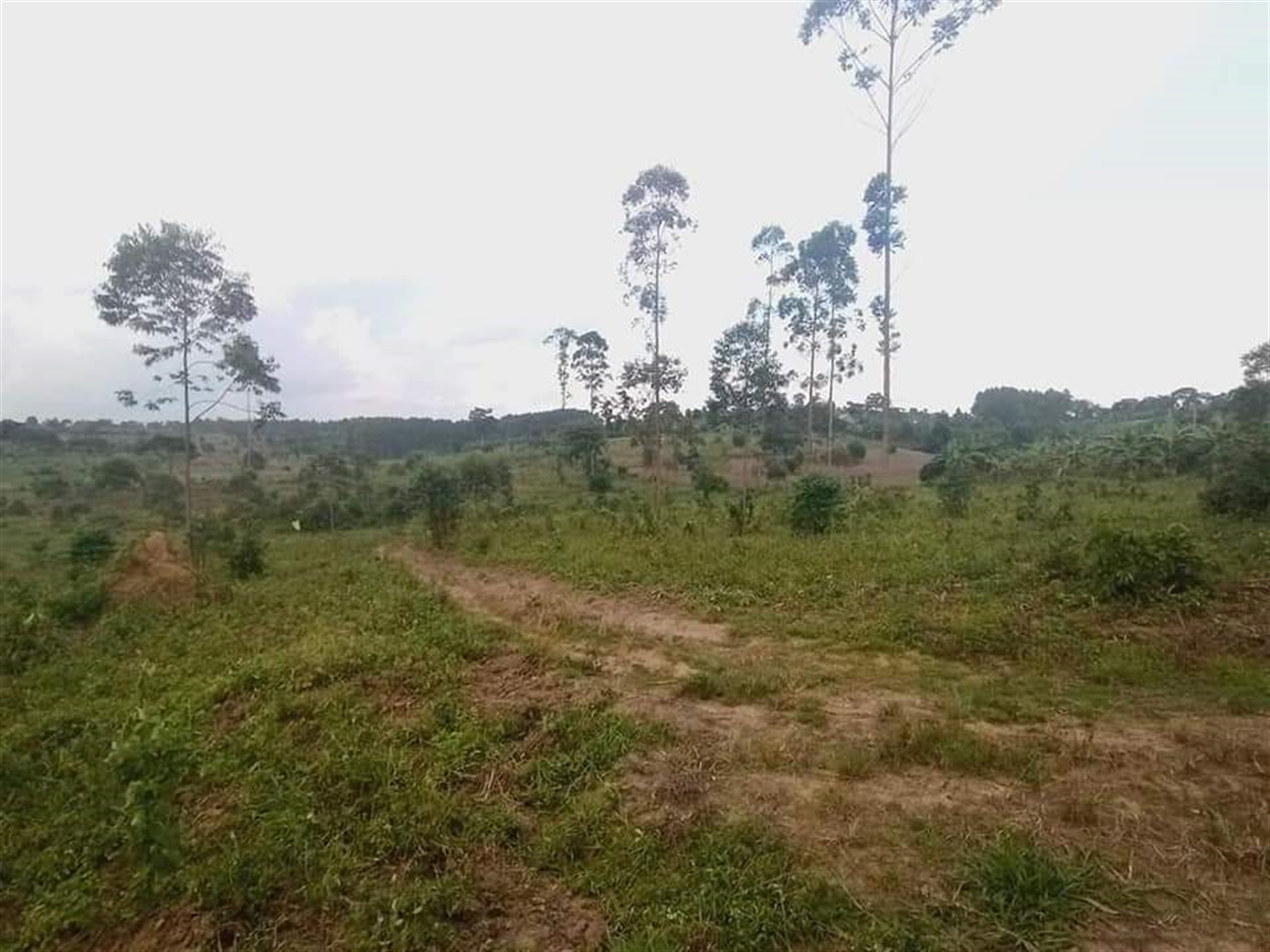 Residential Land for sale in Namulonge Wakiso