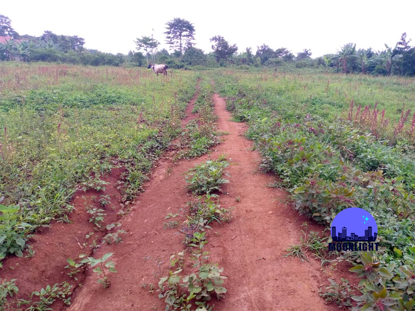 Residential Land for sale in Gayaza Wakiso