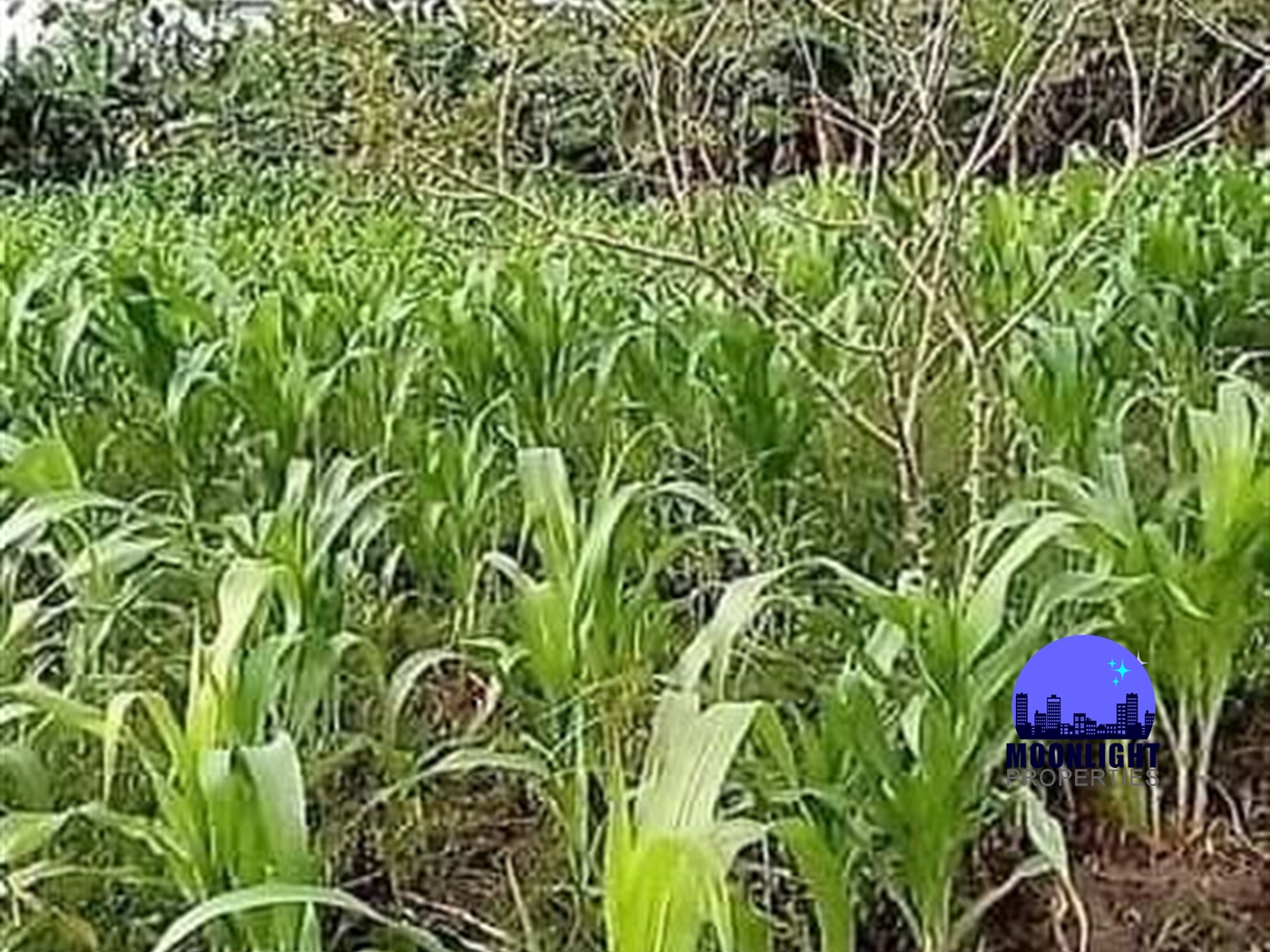 Agricultural Land for sale in Kabunyata Luweero