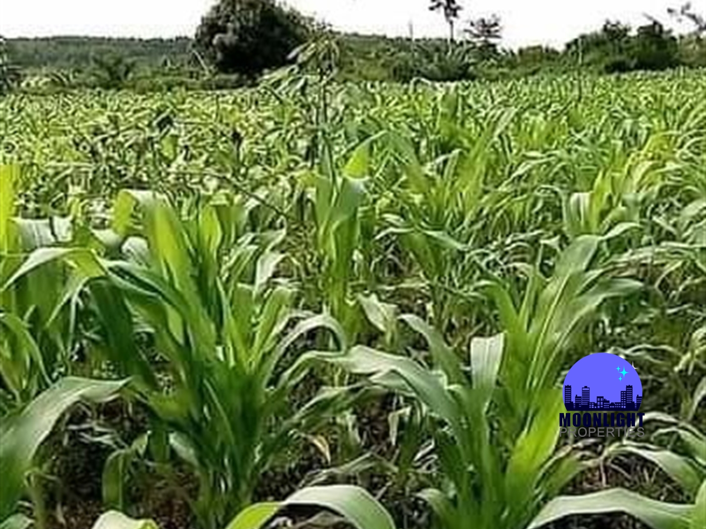 Agricultural Land for sale in Kabunyata Luweero