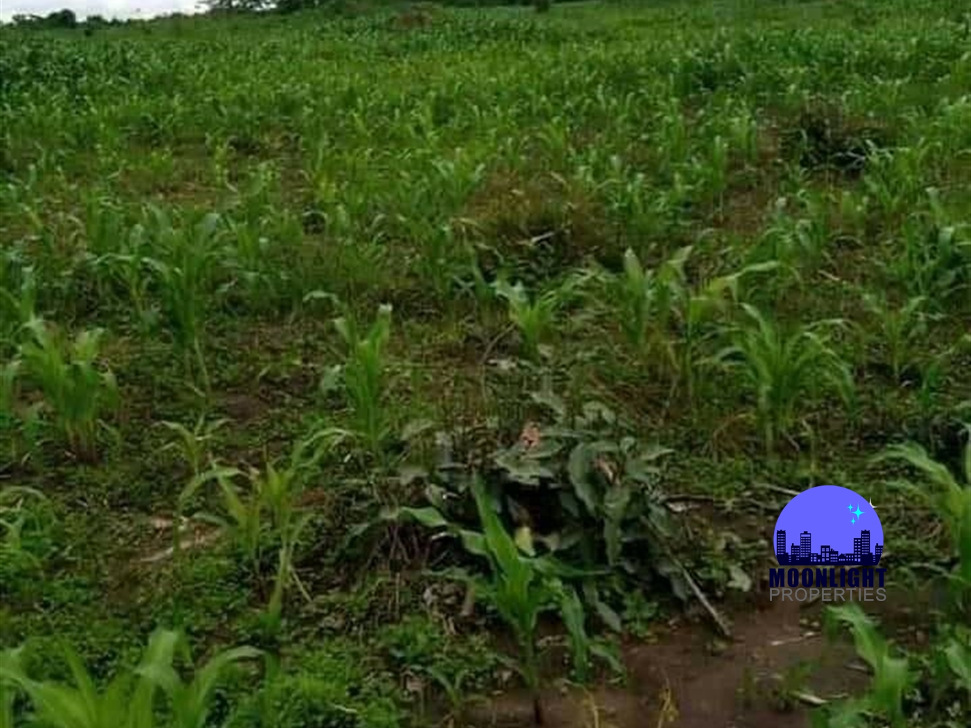 Agricultural Land for sale in Kabunyata Luweero