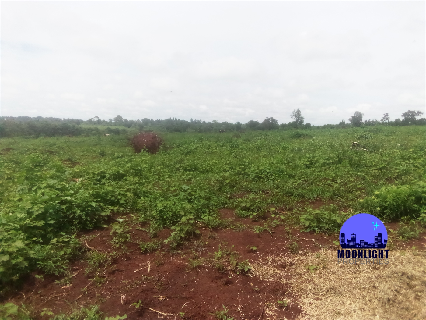 Residential Land for sale in Ddundu Wakiso