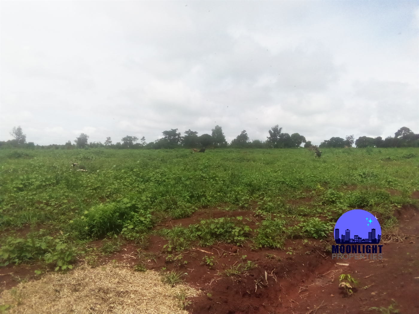 Residential Land for sale in Ddundu Wakiso