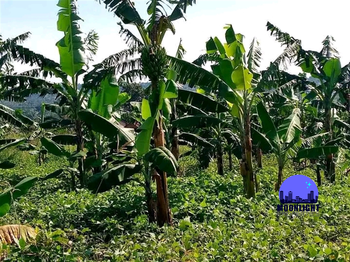 Residential Land for sale in Namulonge Wakiso