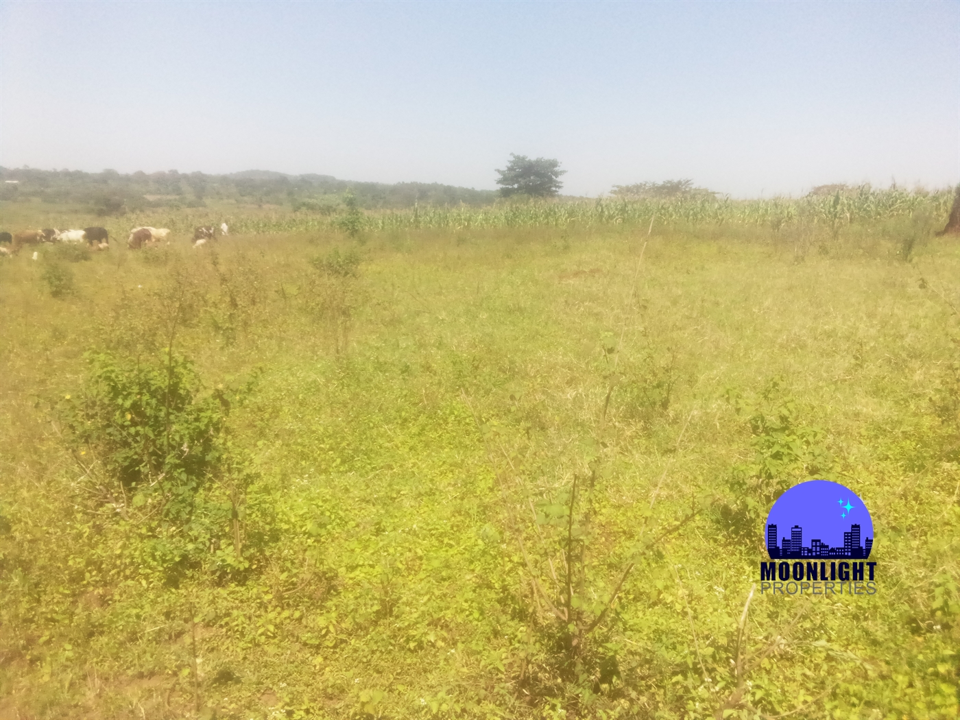 Residential Land for sale in Kiwumu Mukono