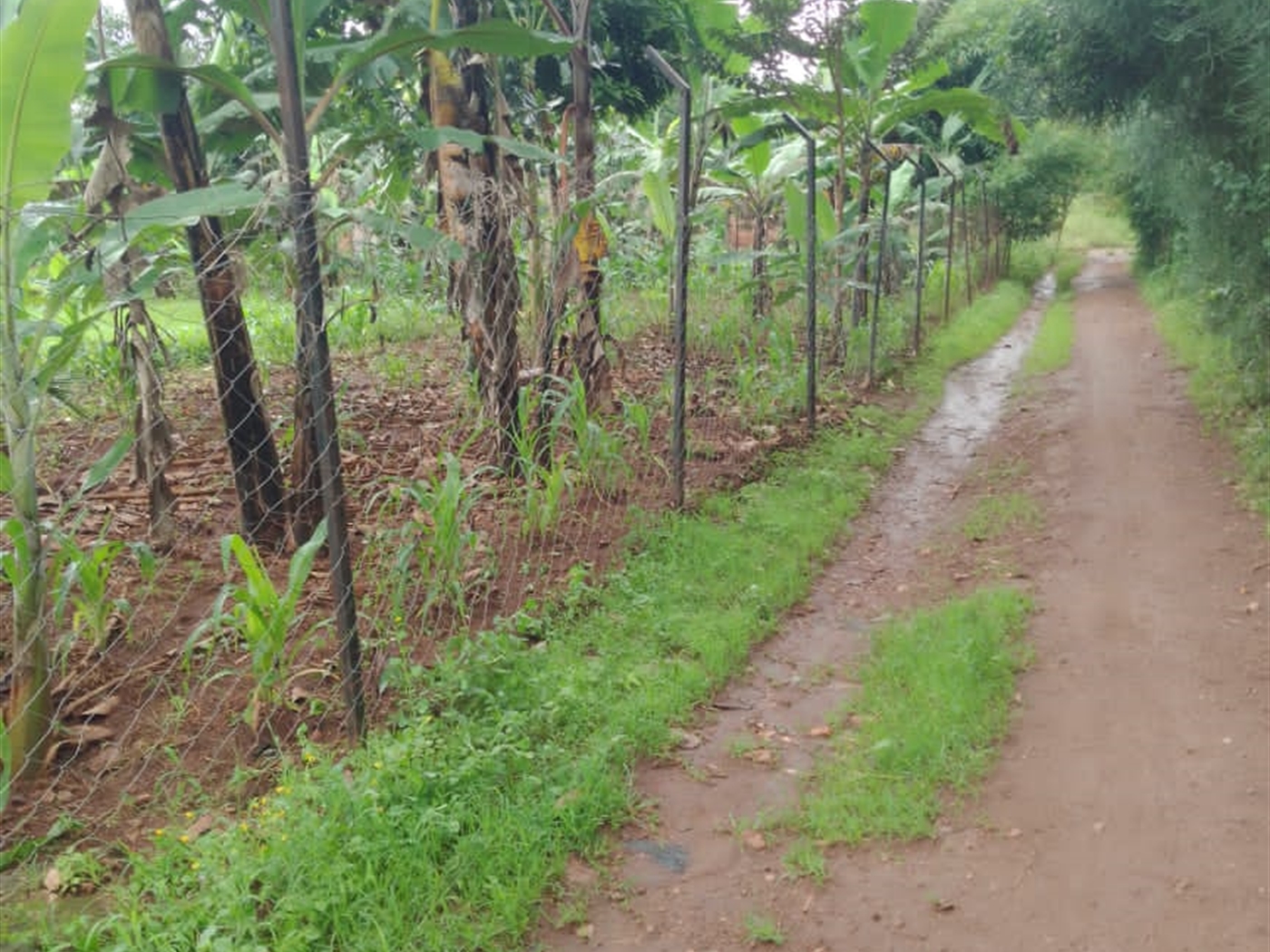 Residential Land for sale in Ziloobwe Luweero