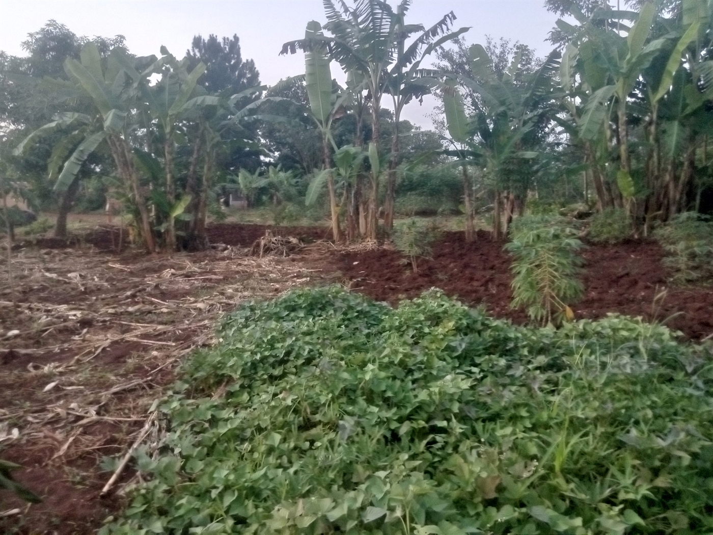 Residential Land for sale in Kiwologoma Wakiso