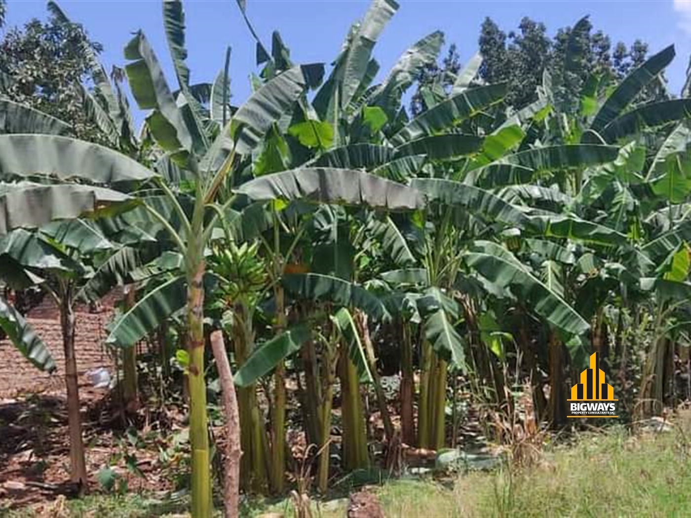 Residential Land for sale in Ntinda Kampala