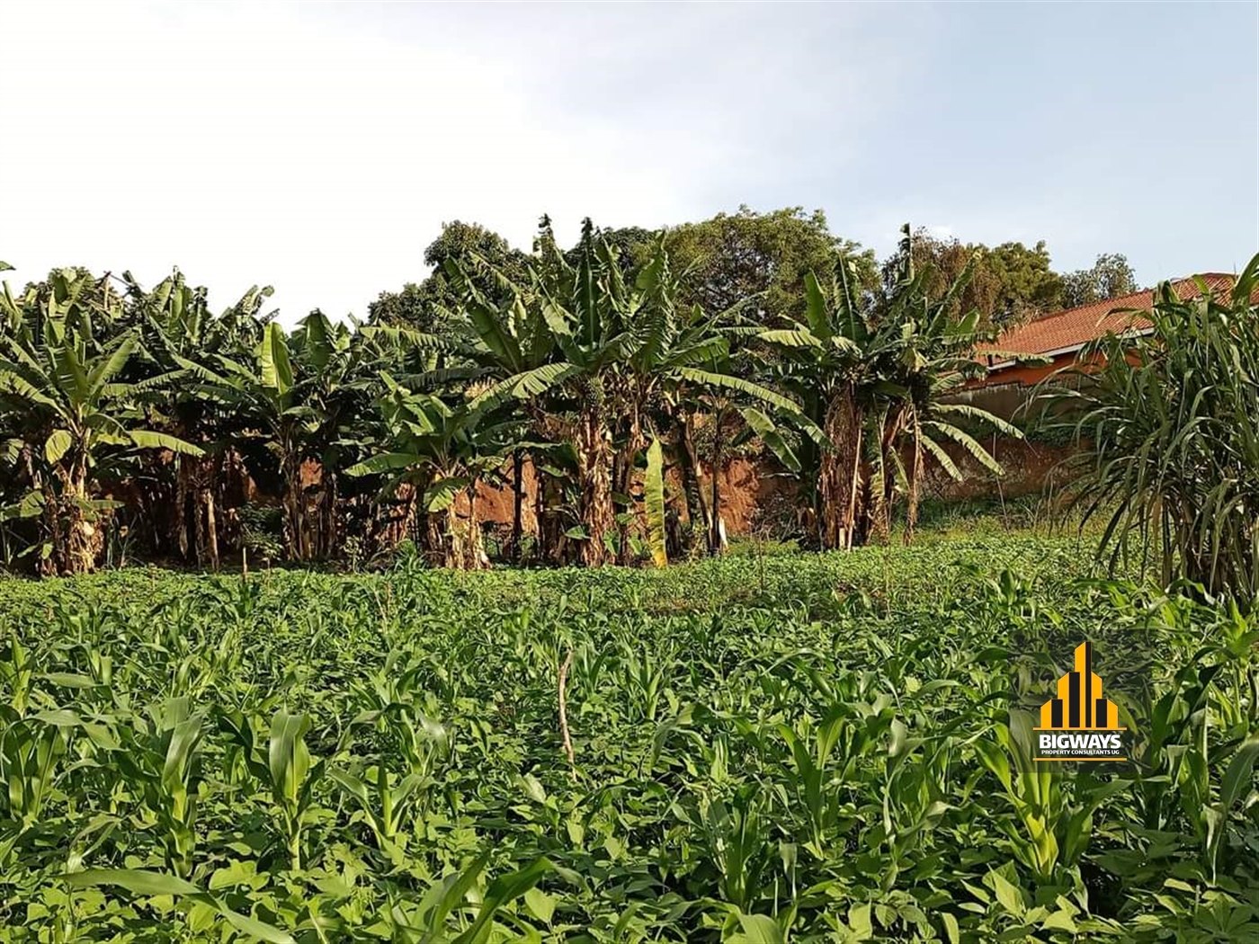 Residential Land for sale in Bukoto Kampala