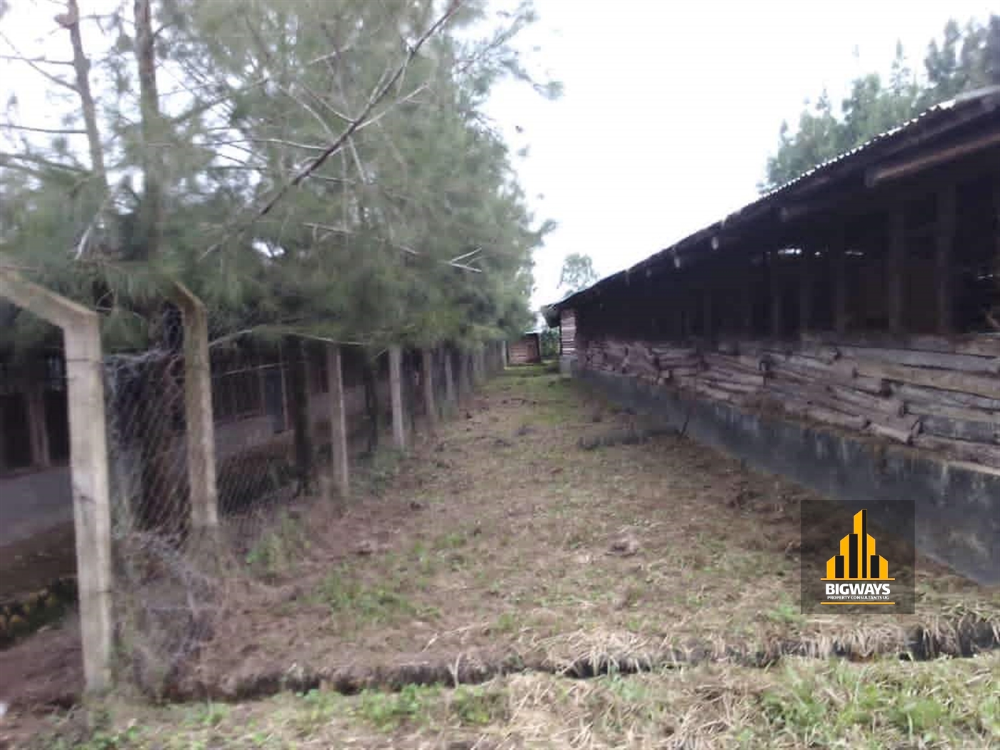 Farm for sale in Kikonge Mityana